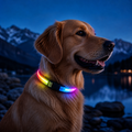 KAVYO Glow multicolore — collier lumineux rechargeable porté par un chien